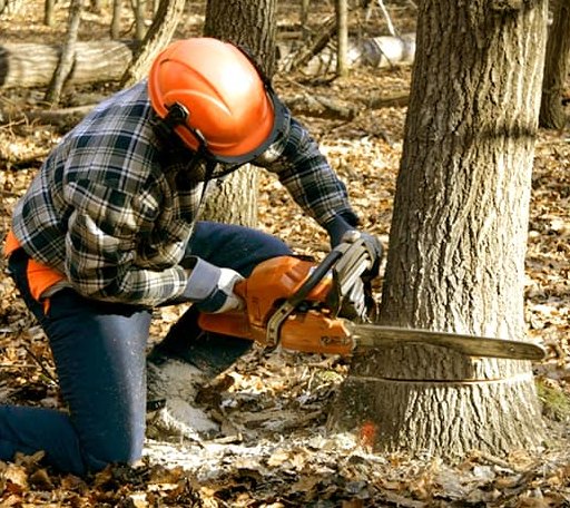 Tree Removal in Brooklyn, WI